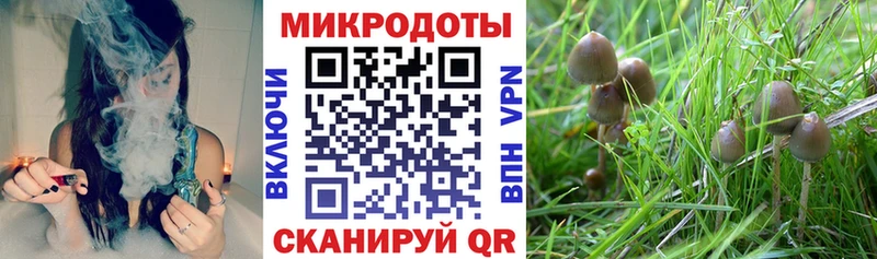 нарко площадка Telegram  Пикалёво  Галлюциногенные грибы Psilocybine cubensis  как найти закладки 